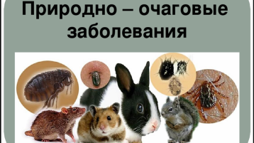Природно-очаговые инфекции Природно-очаговые инфекции.